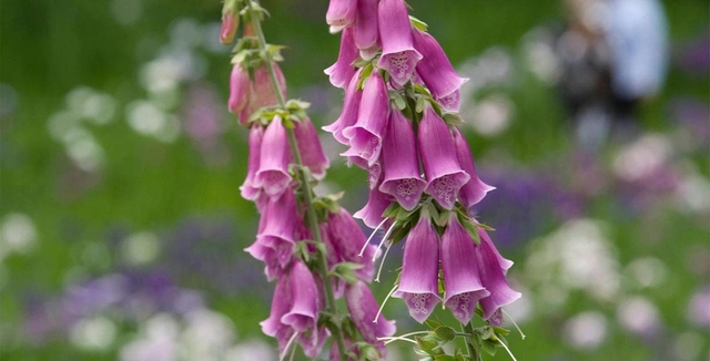 Nhà đang yên ấm thì đừng trồng 4 cây này kẻo tiền bạc đội nón ra đi- Ảnh 4. Nhà đang yên ấm thì đừng trồng 4 cây này kẻo tiền bạc đội nón ra đi- Ảnh 4.