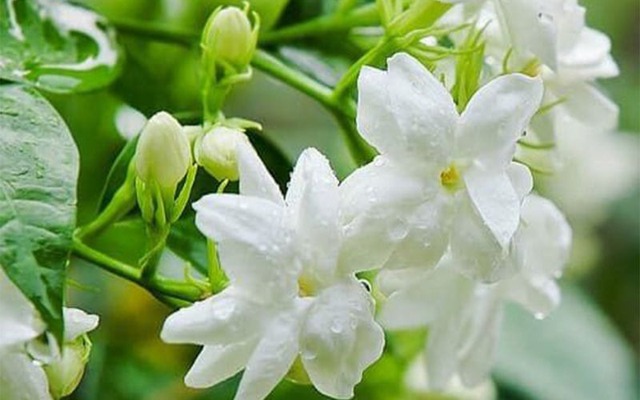 5 loài hoa đại kỵ thờ cúng, tuyệt đối không thắp hương- Ảnh 1.