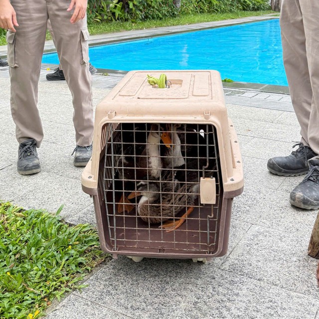 Fanpage của Vinpearl Nha Trang thông báo về tình trạng của đàn vịt "tài phiệt" trước bão số 15 Koto- Ảnh 3.