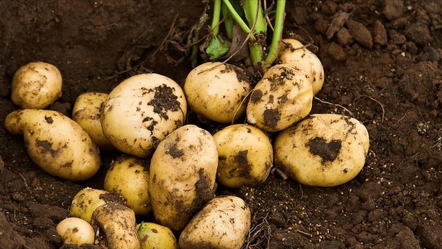 4 loại rau “nuôi ung thư” cần tránh xa: Loại đầu tiên xuất hiện nhiều trong mâm cơm người Việt- Ảnh 2. 4 loại rau “nuôi ung thư” cần tránh xa: Loại đầu tiên xuất hiện nhiều trong mâm cơm người Việt- Ảnh 2.