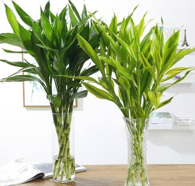 3 loại cây nghe tên đã thấy có lộc, càng trồng lâu trong nhà càng hút tiền bạc như nam châm, người giàu rất thích- Ảnh 5. 3 loại cây nghe tên đã thấy có lộc, càng trồng lâu trong nhà càng hút tiền bạc như nam châm, người giàu rất thích- Ảnh 5.
