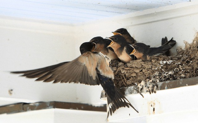 5 dấu hiệu nhà vượng khí, vào ở là giàu, gia chủ khỏe mạnh- Ảnh 2.