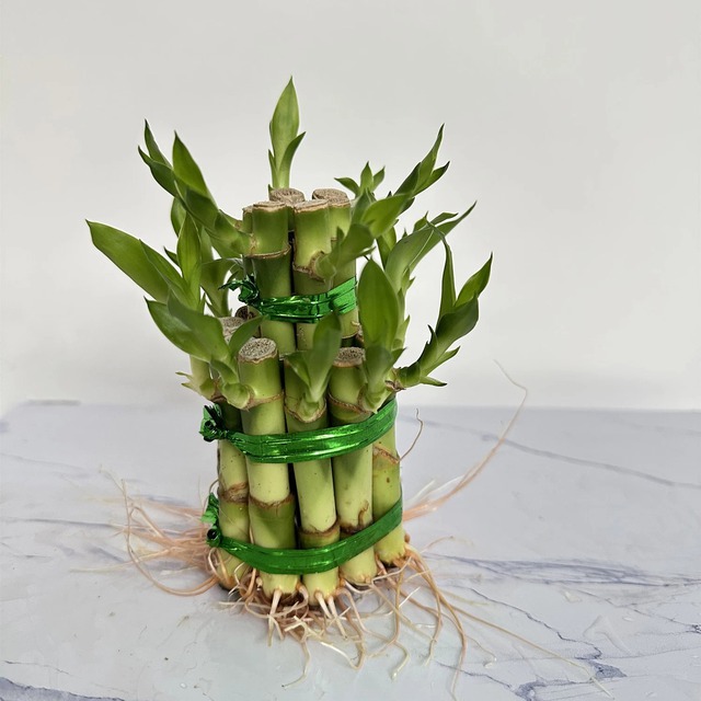 NASA gọi tên 10 cây tốt nhất để trồng trong nhà- Ảnh 10.