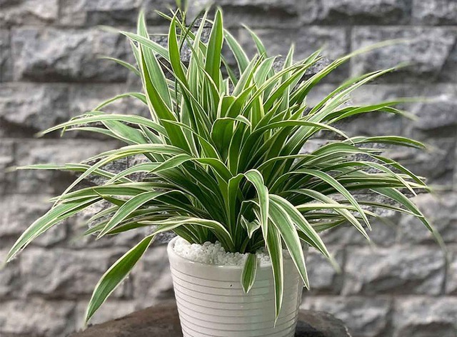 NASA gọi tên 10 cây tốt nhất để trồng trong nhà- Ảnh 2.