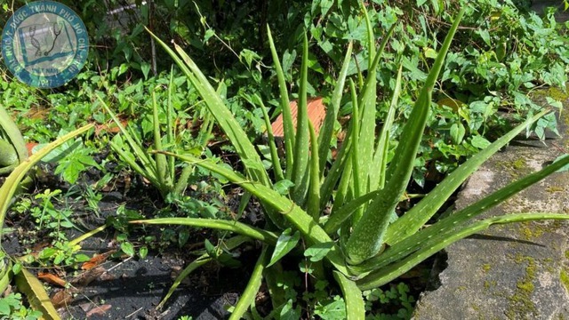 NASA gọi tên 10 cây tốt nhất để trồng trong nhà- Ảnh 6.