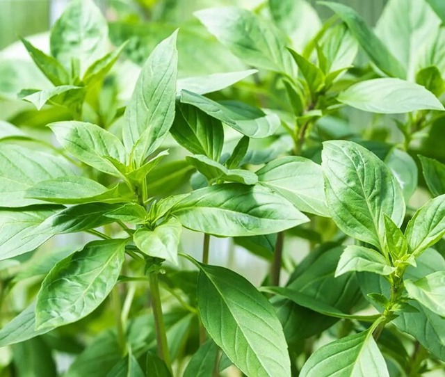 7 loại rau củ bảo quản trong tủ lạnh là SAI LẦM, tưởng tốt nhưng hại kinh khủng- Ảnh 1.