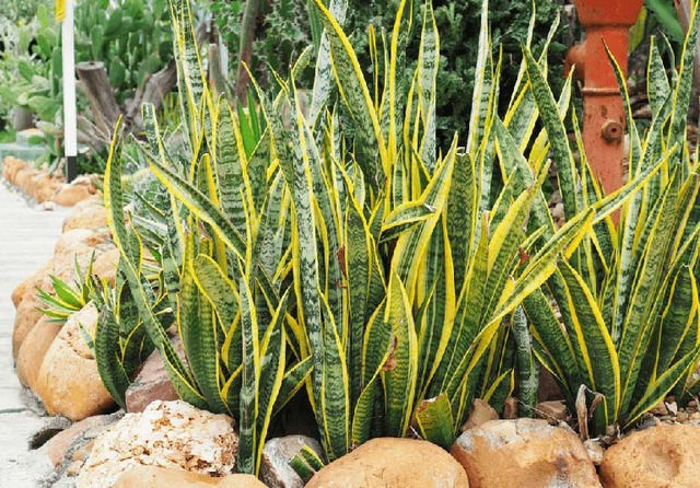 NASA gọi tên 10 cây tốt nhất để trồng trong nhà- Ảnh 1.