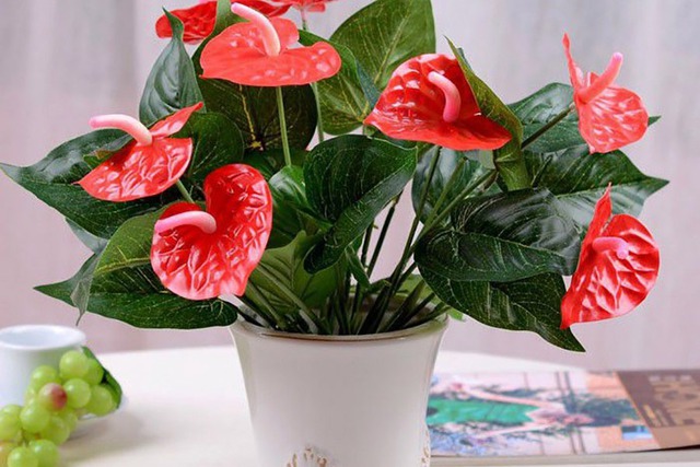 Loài cây giúp gia chủ "đổi vận": Cây càng thịnh người vượng, tình tài đỏ rực như son- Ảnh 3.