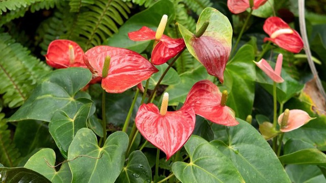 Loài cây giúp gia chủ "đổi vận": Cây càng thịnh người vượng, tình tài đỏ rực như son- Ảnh 1.