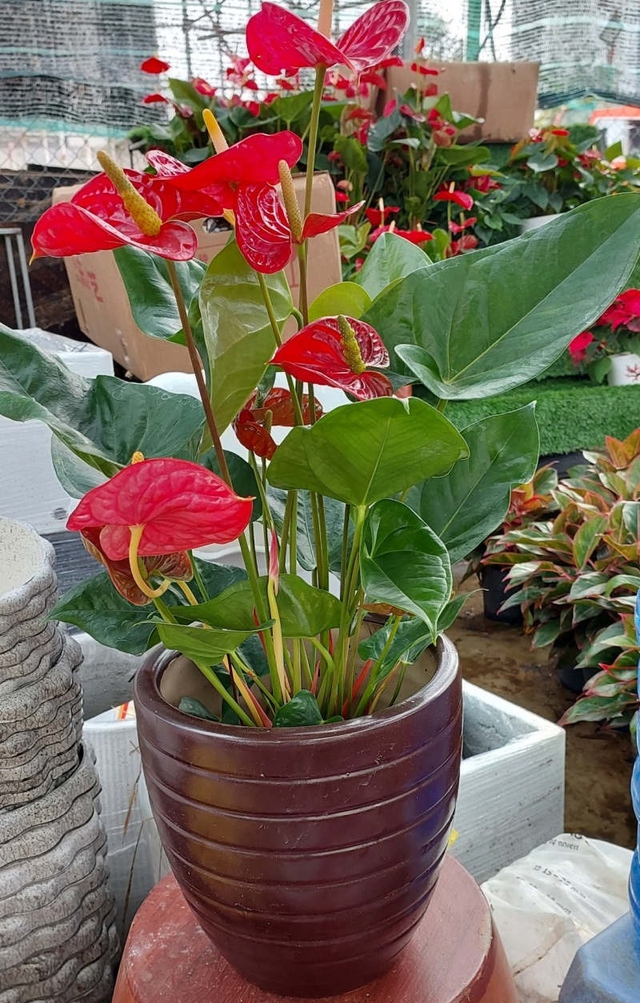 Loài cây giúp gia chủ "đổi vận": Cây càng thịnh người vượng, tình tài đỏ rực như son- Ảnh 2.