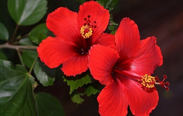 5 loại hoa tuyệt đối không cắm trên bàn thờ: "Động" phong thủy, mất lộc tổ tiên- Ảnh 2.