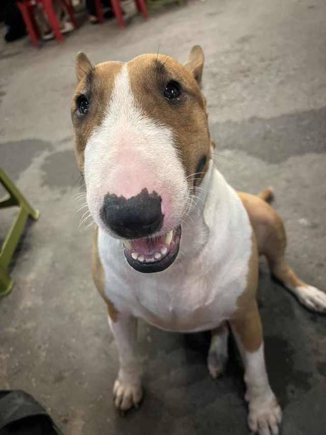 Thông báo khẩn từ chủ quán nướng Hà Nội có chú chó giống hệt “cậu Vàng” trong game Phở Anh Hai- Ảnh 2.