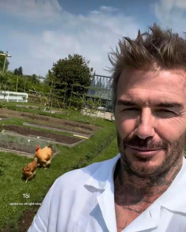 Cảnh tượng khó tin: David Beckham "bỏ phố về quê", trồng rau nuôi gà như nông dân- Ảnh 12.