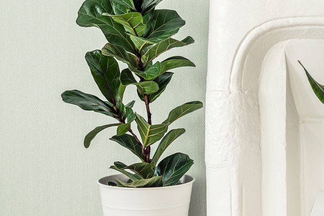 6 cây "gọi tiền" nên trồng trong năm 2026- Ảnh 4. 6 cây "gọi tiền" nên trồng trong năm 2026- Ảnh 4.