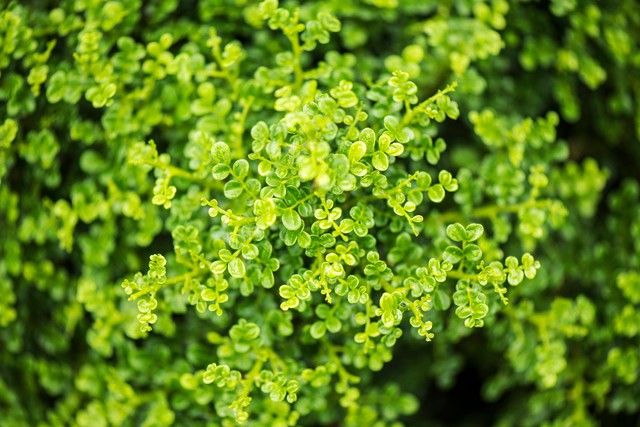 8 loại cây hàng đầu thu hút tài lộc cho bàn làm việc của bạn, đặc biệt nên trồng trong năm 2026!- Ảnh 6. 8 loại cây hàng đầu thu hút tài lộc cho bàn làm việc của bạn, đặc biệt nên trồng trong năm 2026!- Ảnh 6.