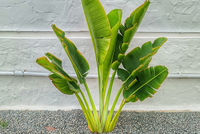 6 cây "gọi tiền" nên trồng trong năm 2026- Ảnh 2. 6 cây "gọi tiền" nên trồng trong năm 2026- Ảnh 2.