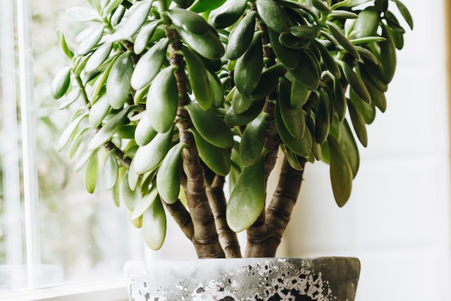 8 loại cây hàng đầu thu hút tài lộc cho bàn làm việc của bạn, đặc biệt nên trồng trong năm 2026!- Ảnh 5. 8 loại cây hàng đầu thu hút tài lộc cho bàn làm việc của bạn, đặc biệt nên trồng trong năm 2026!- Ảnh 5.