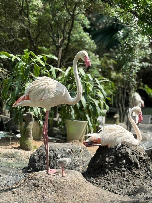 Thảo Cầm Viên đón tin vui "chấn động" sau 20 năm- Ảnh 2. Thảo Cầm Viên đón tin vui "chấn động" sau 20 năm- Ảnh 2.