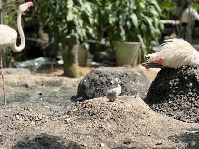 Thảo Cầm Viên đón tin vui "chấn động" sau 20 năm- Ảnh 1. Thảo Cầm Viên đón tin vui "chấn động" sau 20 năm- Ảnh 1.