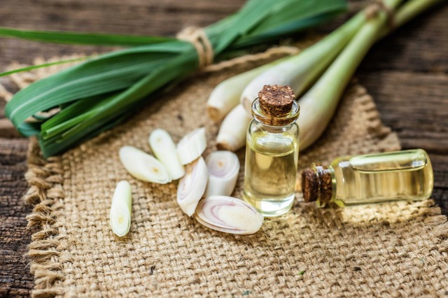 5 thứ khiến rắn sợ hãi- Ảnh 2.