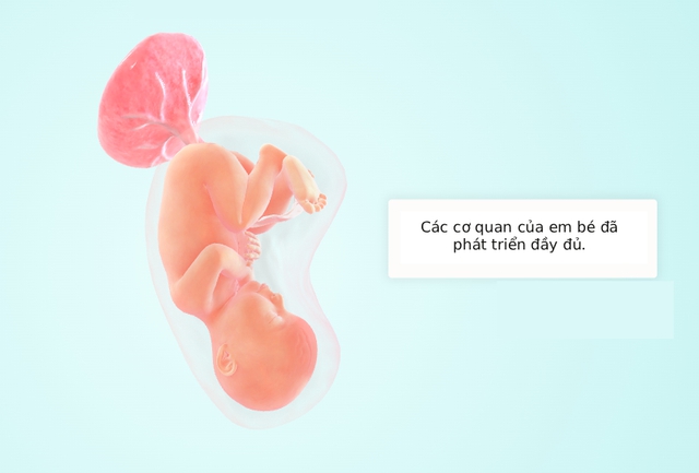 Tuần thai thứ 40: Ngày dự sinh đã đến, bé đã hoàn toàn sẵn sàng gặp mẹ rồi!- Ảnh 5.