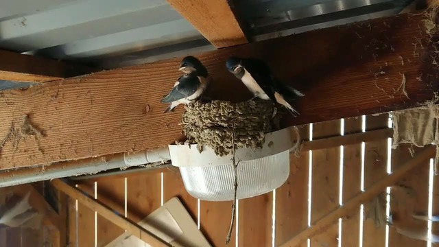 3 dấu hiệu dự báo Thần Tài đến nhà, gia chủ trúng mánh giàu to- Ảnh 1. 3 dấu hiệu dự báo Thần Tài đến nhà, gia chủ trúng mánh giàu to- Ảnh 1.