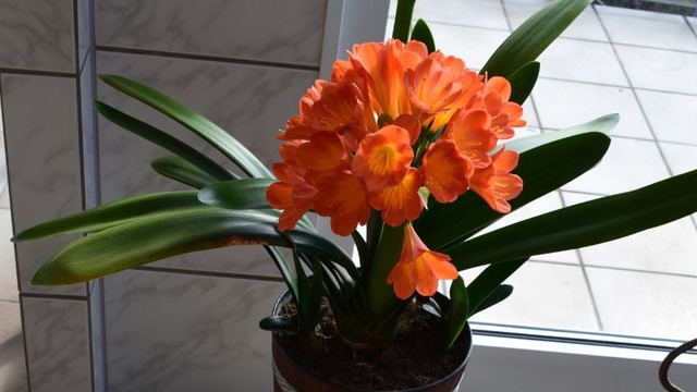 Loài cây "dễ chiều" hơn kim tiền 100 lần, trồng đâu xanh đó, tài lộc kéo vào nhà- Ảnh 1.