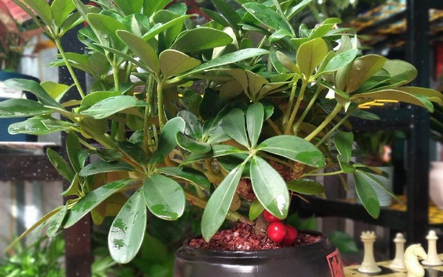 Loài cây "dễ chiều" hơn kim tiền 100 lần, trồng đâu xanh đó, tài lộc kéo vào nhà- Ảnh 3.