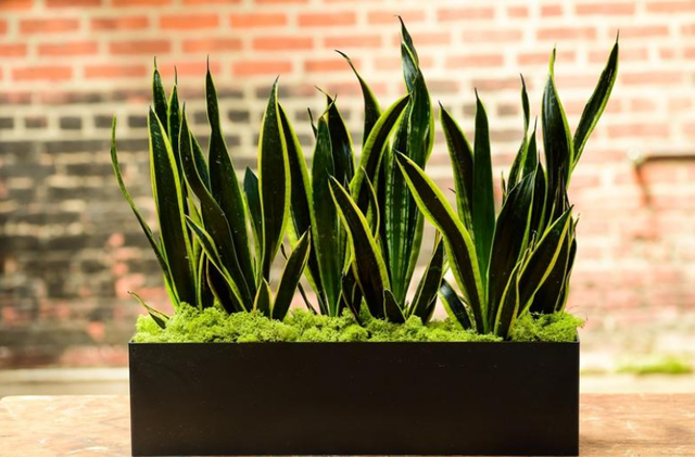 3 loại cây xanh mang “vận đỏ”, là “thỏi nam châm hút tài”: Gia chủ càng trồng càng may mắn và giàu có- Ảnh 2. 3 loại cây xanh mang “vận đỏ”, là “thỏi nam châm hút tài”: Gia chủ càng trồng càng may mắn và giàu có- Ảnh 2.