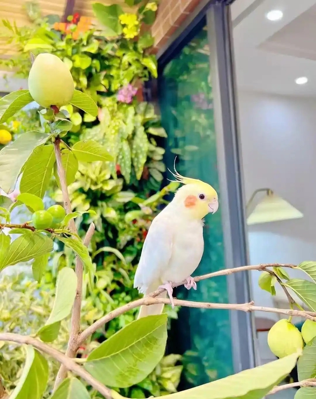 Khu vườn 6m2 khiến trăm nghìn người theo dõi vì quá "chữa lành"- Ảnh 3.