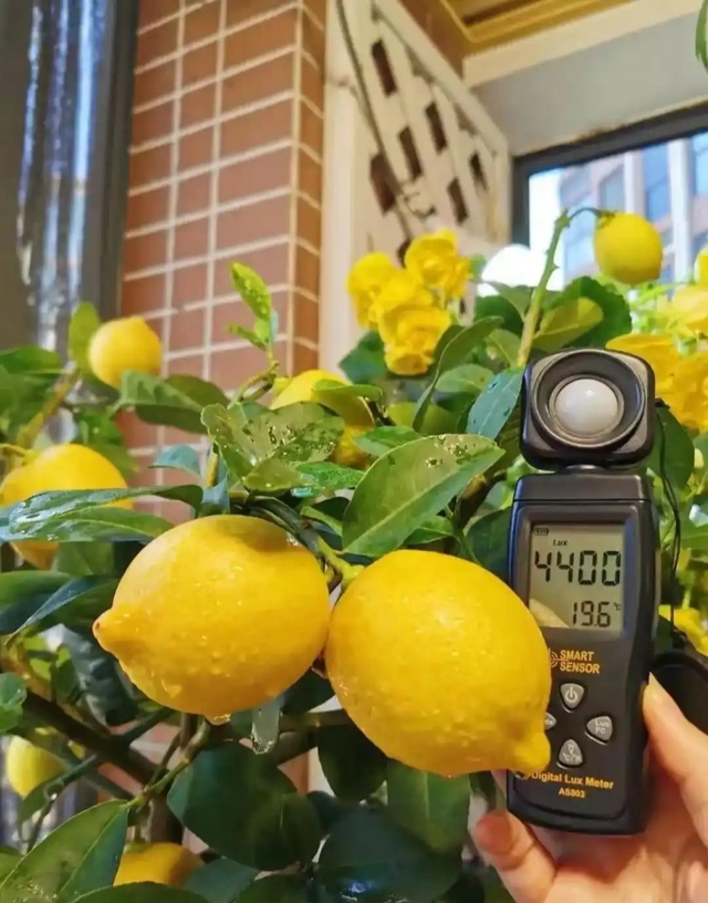 Khu vườn 6m2 khiến trăm nghìn người theo dõi vì quá "chữa lành"- Ảnh 6.