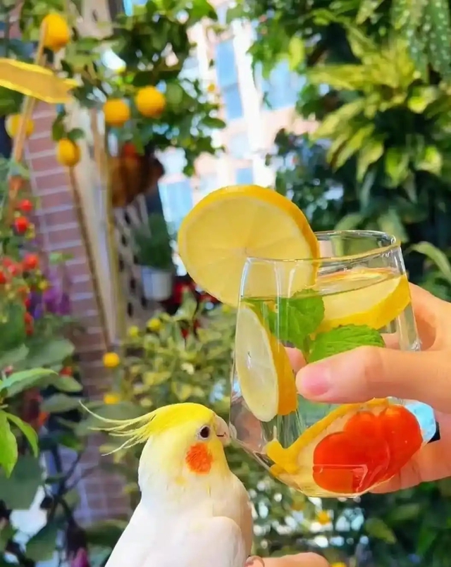 Khu vườn 6m2 khiến trăm nghìn người theo dõi vì quá "chữa lành"- Ảnh 7.