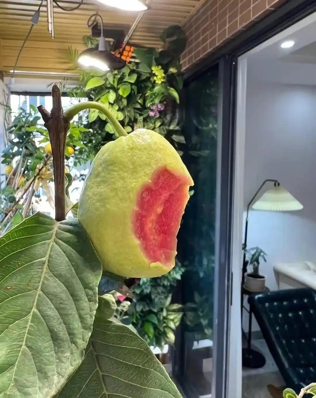 Khu vườn 6m2 khiến trăm nghìn người theo dõi vì quá "chữa lành"- Ảnh 8.