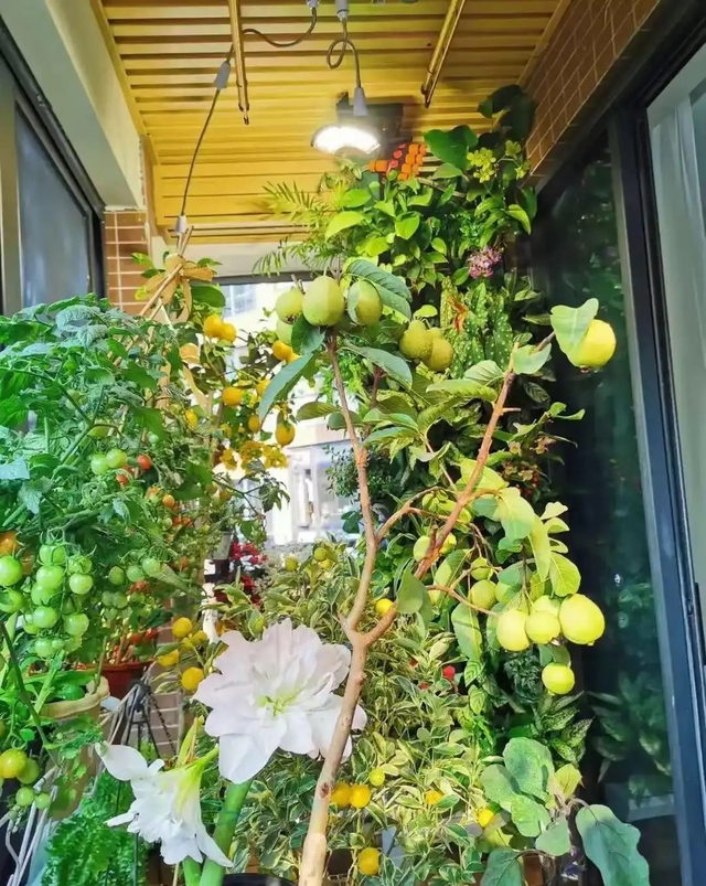 Khu vườn 6m2 khiến trăm nghìn người theo dõi vì quá "chữa lành"- Ảnh 9.