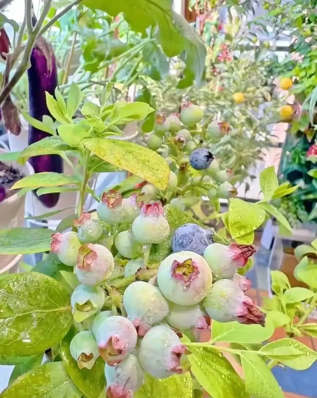 Khu vườn 6m2 khiến trăm nghìn người theo dõi vì quá "chữa lành"- Ảnh 10.