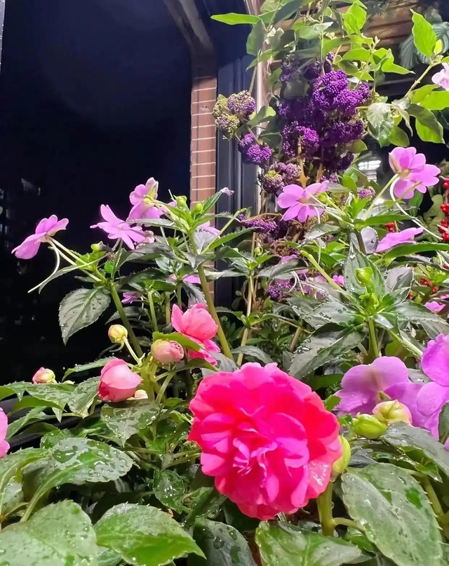 Khu vườn 6m2 khiến trăm nghìn người theo dõi vì quá "chữa lành"- Ảnh 11.