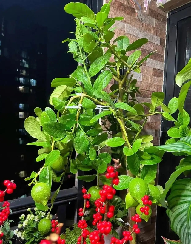 Khu vườn 6m2 khiến trăm nghìn người theo dõi vì quá "chữa lành"- Ảnh 12.