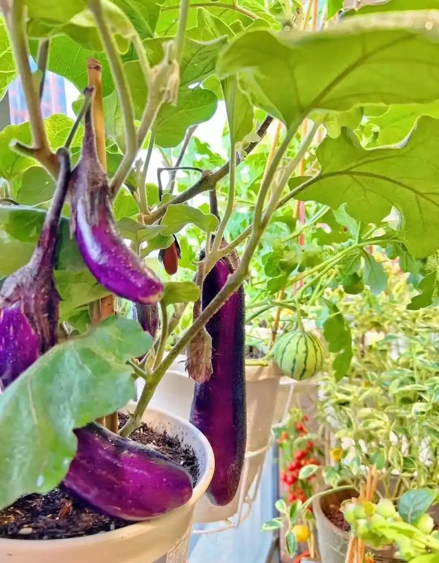 Khu vườn 6m2 khiến trăm nghìn người theo dõi vì quá "chữa lành"- Ảnh 14.