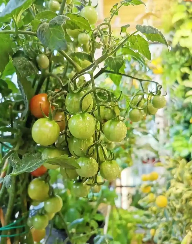 Khu vườn 6m2 khiến trăm nghìn người theo dõi vì quá "chữa lành"- Ảnh 13.