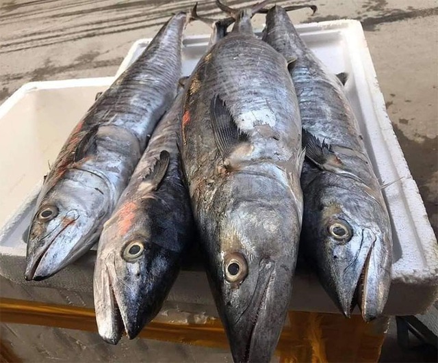 Tưởng cá hồi là 