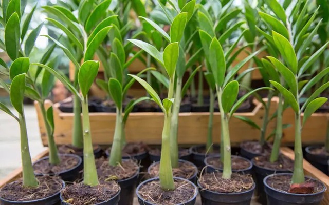 3 niềm vui, 4 nỗi sợ của cây kim tiền- Ảnh 3.