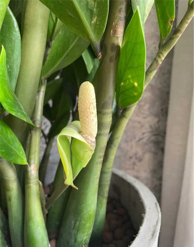 3 niềm vui, 4 nỗi sợ của cây kim tiền- Ảnh 2.