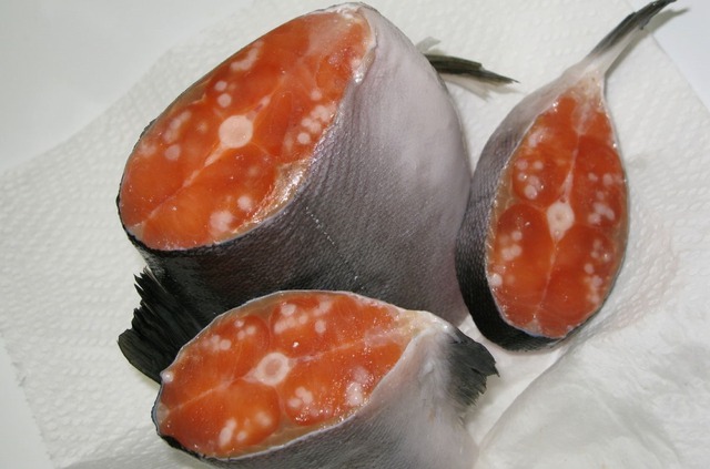 7 dấu hiệu cho thấy cá nhiễm ký sinh trùng, tuyệt đối không mua- Ảnh 2.