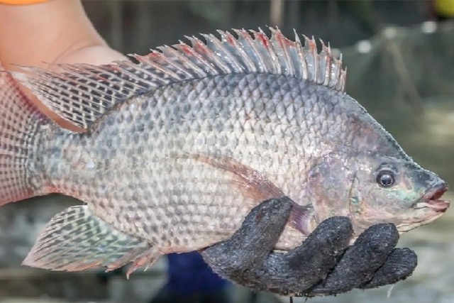 Chợ Việt có 4 loại cá sạch dễ mua, gần như không lo nhiễm kim loại nặng- Ảnh 4. Chợ Việt có 4 loại cá sạch dễ mua, gần như không lo nhiễm kim loại nặng- Ảnh 4.