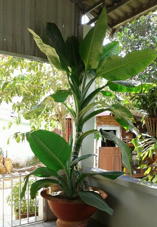 Loài cây nghe tên đã biết có lộc, trồng 1 chậu quý như sở hữu 5 két vàng- Ảnh 2. Loài cây nghe tên đã biết có lộc, trồng 1 chậu quý như sở hữu 5 két vàng- Ảnh 2.