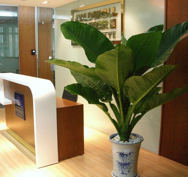 Loài cây nghe tên đã biết có lộc, trồng 1 chậu quý như sở hữu 5 két vàng- Ảnh 3. Loài cây nghe tên đã biết có lộc, trồng 1 chậu quý như sở hữu 5 két vàng- Ảnh 3.