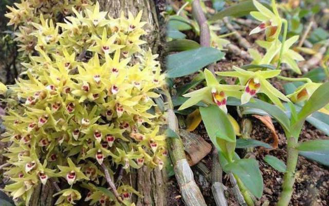 Về vùng núi sương mù tìm bánh "tiên dược": Thứ quà vặt lạ lùng khiến phụ nữ xưa ăn vào là "mặt hoa da phấn"- Ảnh 2. Về vùng núi sương mù tìm bánh "tiên dược": Thứ quà vặt lạ lùng khiến phụ nữ xưa ăn vào là "mặt hoa da phấn"- Ảnh 2.