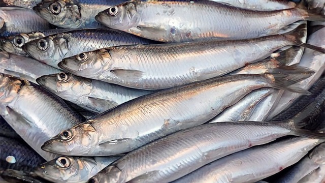 Cá hồi chỉ đứng thứ 3 trong bảng xếp hạng omega 3, loại cá bình dân bán đầy chợ Việt mới là "trùm cuối"- Ảnh 2. Cá hồi chỉ đứng thứ 3 trong bảng xếp hạng omega 3, loại cá bình dân bán đầy chợ Việt mới là "trùm cuối"- Ảnh 2.