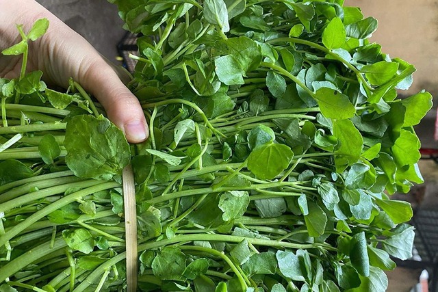 Chợ Việt có loại rau 10.000/bó, là "trùm cuối" chống ung thư được cả thế giới công nhận- Ảnh 2. Chợ Việt có loại rau 10.000/bó, là "trùm cuối" chống ung thư được cả thế giới công nhận- Ảnh 2.