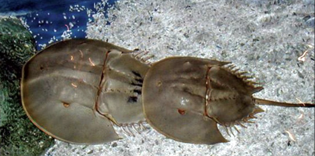 Món hải sản Quảng Ninh "ăn nhầm là kịch độc", nhưng vẫn khiến dân sành ăn mê mẩn- Ảnh 1. Món hải sản Quảng Ninh "ăn nhầm là kịch độc", nhưng vẫn khiến dân sành ăn mê mẩn- Ảnh 1.